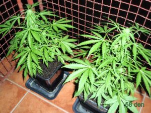 Buddha Seeds - BUDDHA SYRUP AUTO | Autoflowering cannabis seeds - Image 7