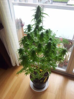 Buddha Seeds - BUDDHA SYRUP AUTO | Autoflowering cannabis seeds - Image 8