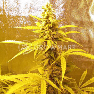 Buddha_AK_Seminka_konopi