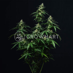 Buddha_Auto_Cookie_seminka_konopi