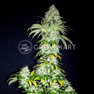 Buddha_Dosi2_Seminka_konopi