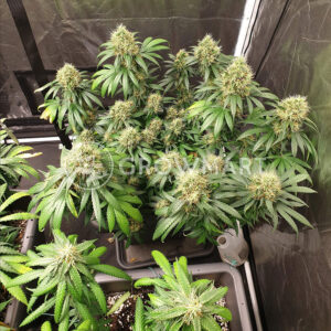 Buddha_Haze_Feminizované_semínka_konopí