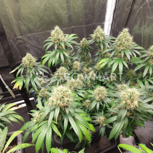 Buddha_Haze_Feminizované_semínka_konopí