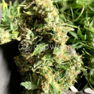 Buddha_Haze_Auto_Autoflowering_semínka_konopí