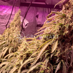 Buddha_Haze_Auto_Autoflowering_semínka_konopí