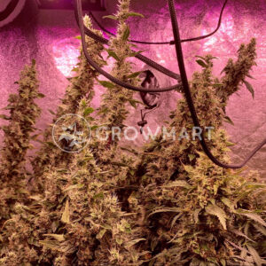 Buddha_Haze_Auto_Autoflowering_semínka_konopí