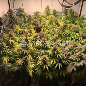 Buddha_Tahoe_Feminizované_semínka_konopí