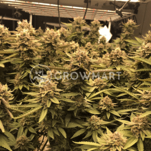 C-VIBEZ_seminka_konopi_4