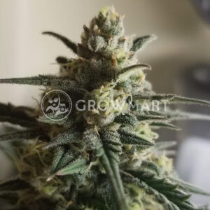 CALIFORNIA_ORANGE-CHEESE_Feminizovana_seminka_konopi