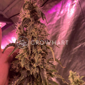 CALIFORNIA_ORANGE-CHEESE_Feminizovana_seminka_konopi