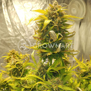CBD_11_Auto_Autoflowering_semínka_konopí