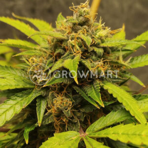 CBD_11_Auto_Autoflowering_semínka_konopí