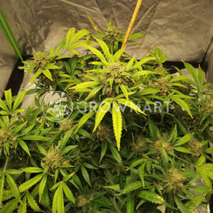 CBD_11_Auto_Autoflowering_semínka_konopí