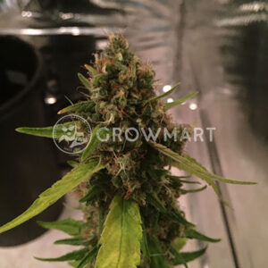 CBD_3D_Regulérní_semena_konopí