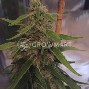 CBD_3D_Regulérní_semena_konopí