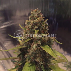 CBD_3D_Regulérní_semena_konopí