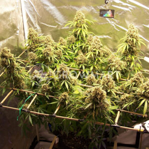 CBD_Auto_Charlottes_Angel_Autoflowering_semínka_konopí