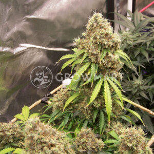 CBD_Auto_Charlottes_Angel_Autoflowering_semínka_konopí