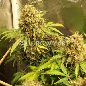 CBD_Auto_Charlottes_Angel_Autoflowering_semínka_konopí