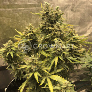 CBD_Auto_Compassion_Lime_Autoflowering_semínka_konopí