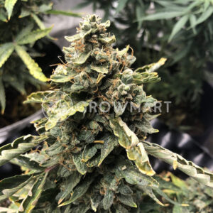 CBD_Auto_Compassion_Lime_Autoflowering_semínka_konopí