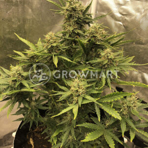 CBD_Auto_Compassion_Lime_Autoflowering_semínka_konopí