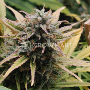 CBD_Auto_White_Widow_Autoflowering_semínka_konopí