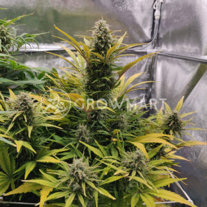 CBD_Auto_White_Widow_Autoflowering_semínka_konopí