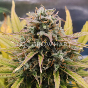 CBD_Auto_White_Widow_Autoflowering_semínka_konopí