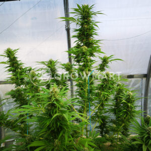 CBD_CARAMEL_seminka_konopi