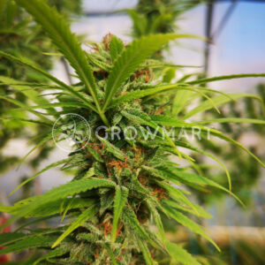 CBD_CARAMEL_seminka_konopi