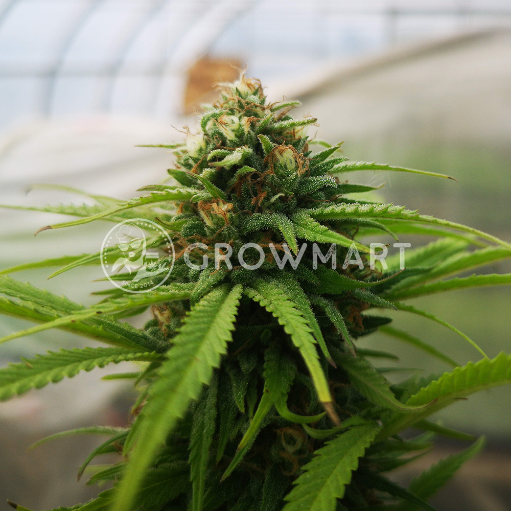 CBD_CARAMEL_seminka_konopi