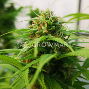 CBD_CARAMEL_seminka_konopi