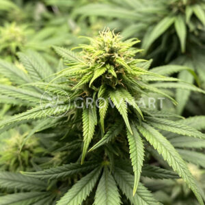 CBD_Charlottes_Angel_Feminizovaná_semínka_konopí