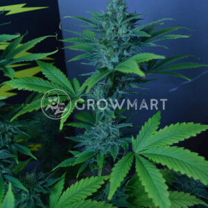 CBD_Divine_Regulérní_semena_konopí