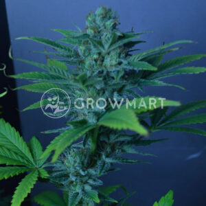 CBD_Divine_Regulérní_semena_konopí