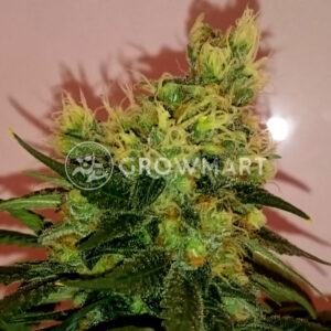 CBD_Divine_Regulérní_semena_konopí