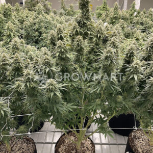 CBD_Skunk_Haze_Feminizovaná_semínka_konopí