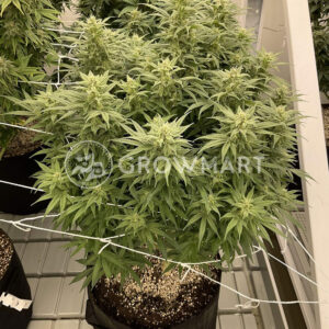 CBD_Skunk_Haze_Feminizovaná_semínka_konopí