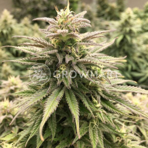 CBD_Skunk_Haze_Feminizovaná_semínka_konopí
