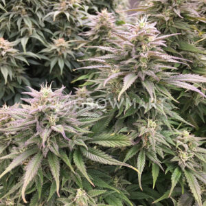 CBD_Skunk_Haze_Feminizovaná_semínka_konopí