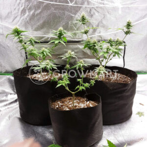 CBD_Star_Feminizované_semínka_konopí