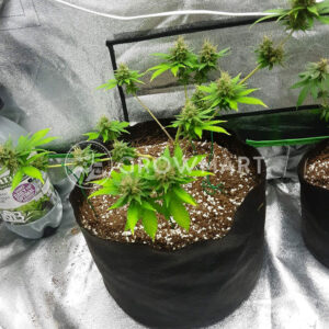 CBD_Star_Feminizované_semínka_konopí