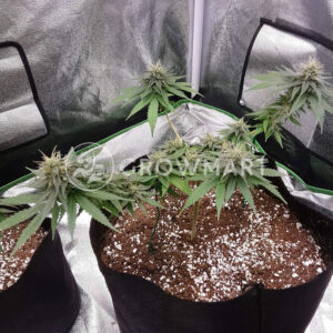 CBD_Star_Feminizované_semínka_konopí