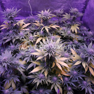 CBD_Therapy_Feminizované_semena_konopí