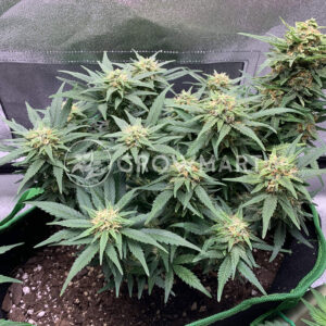 CBD_Tonic_Feminizovaná_CBD_semínka_konopí