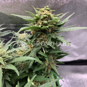 CBD_Tonic_Feminizovaná_CBD_semínka_konopí