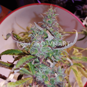 CBD_Victory_Auto_seminka_konopi_4