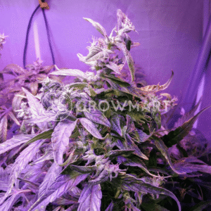 CBD_Victory_Auto_seminka_konopi_2