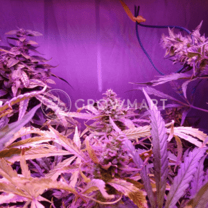 CBD_Victory_Auto_seminka_konopi_1